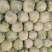 菜花，精品实花紧花！量大，支持各种车型！欢迎来电咨询