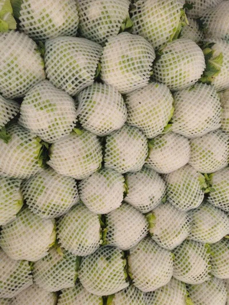 菜花，精品实花紧花！量大，支持各种车型！欢迎来电咨询