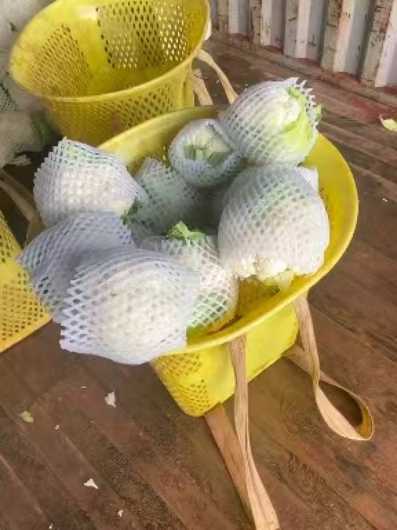 菜花，精品实花紧花！量大，支持各种车型！欢迎来电咨询