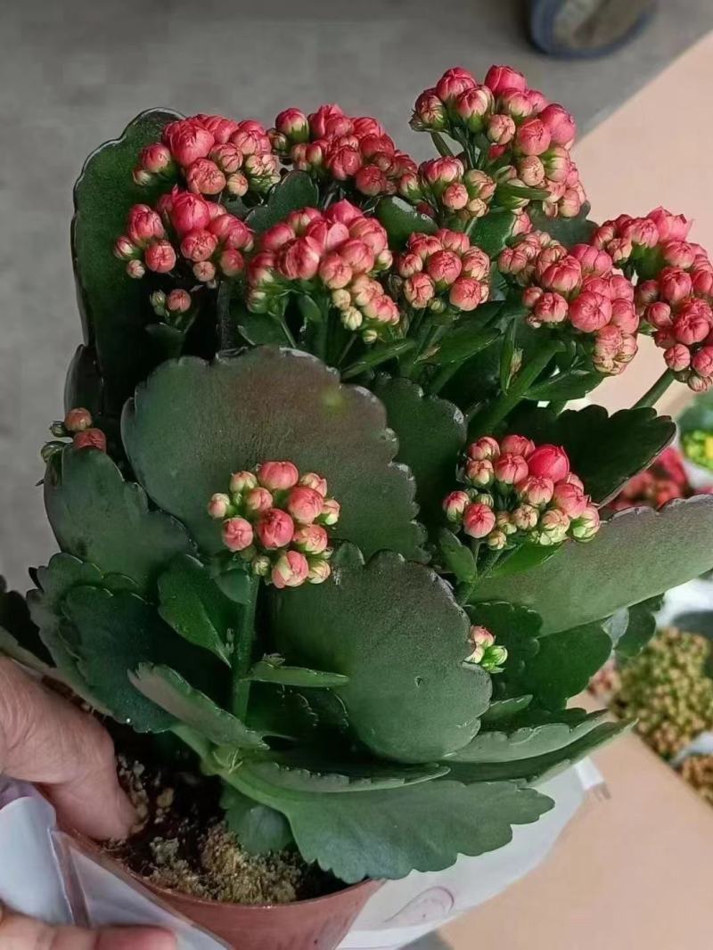 长寿花长寿花长寿花基地生产合适室内室外摆放大量上市长寿花