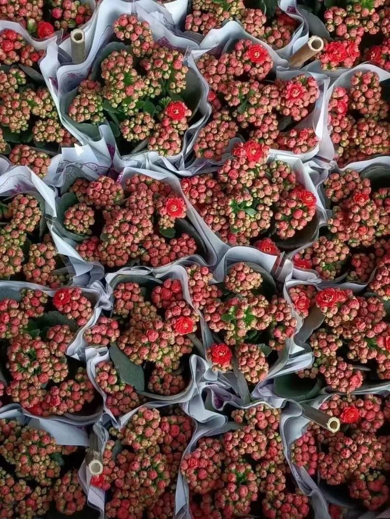 长寿花长寿花长寿花基地生产合适室内室外摆放大量上市长寿花