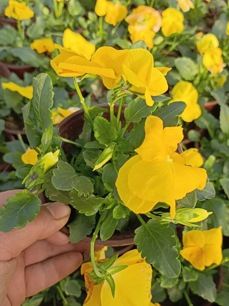 三色堇盆栽大小规格都有现货三色堇基地