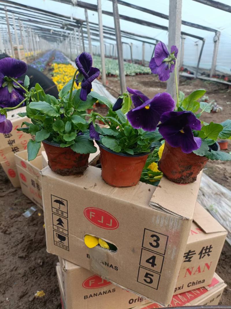 三色堇盆栽大小规格都有现货三色堇基地