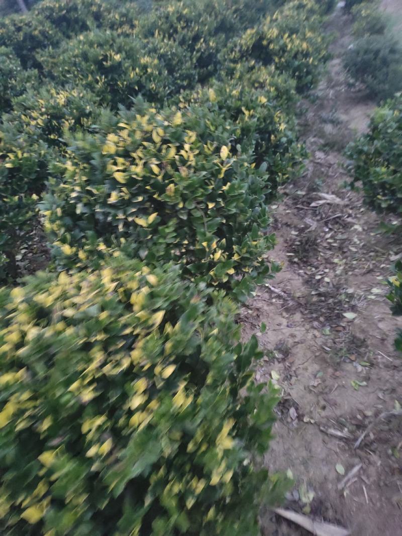 金森女贞球