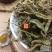 云南野生中药材地丁紫花地丁苦地丁茶新鲜干货500