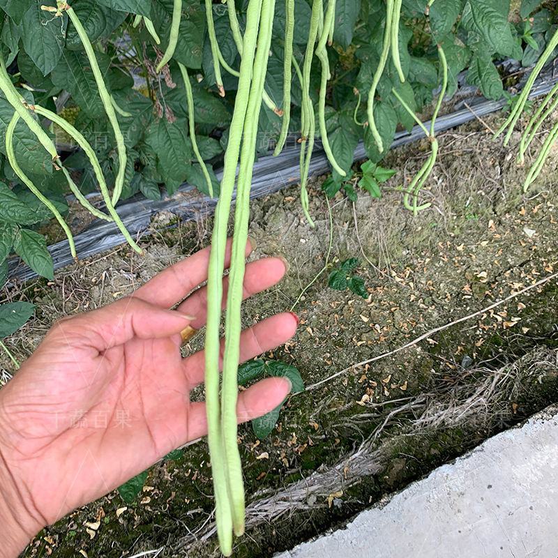 豆角种子大肉甜豆角种籽猪仔豆八月珠仔豆角子种豇豆春秋蔬菜