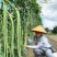 豆角种子大肉甜豆角种籽猪仔豆八月珠仔豆角子种豇豆春秋蔬菜