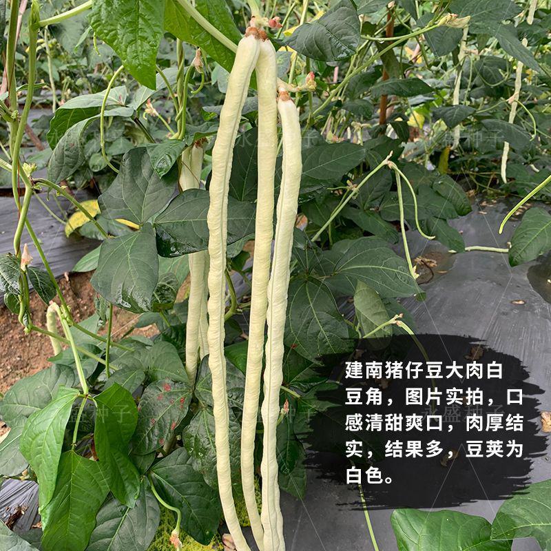 豆角种子大肉甜豆角种籽猪仔豆八月珠仔豆角子种豇豆春秋蔬菜