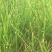 荸荠马蹄