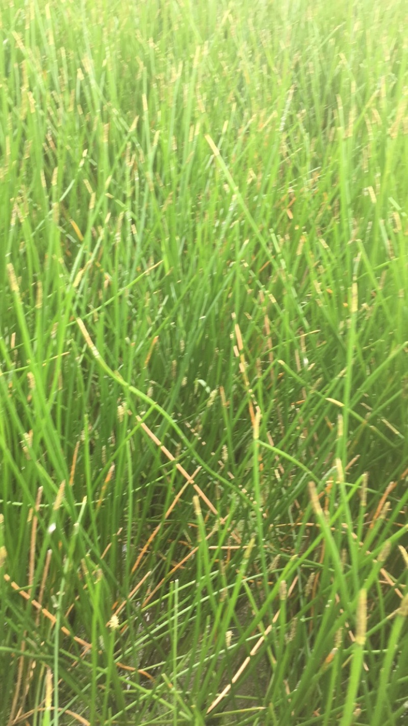 荸荠马蹄