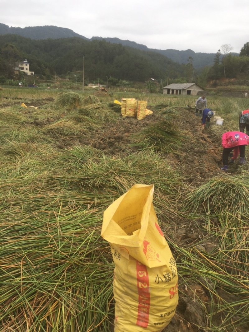 荸荠马蹄