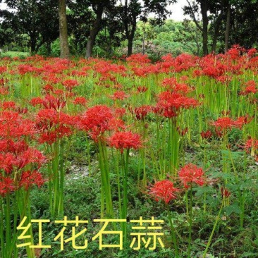 石蒜红花石蒜彼岸花曼珠沙华一手货源