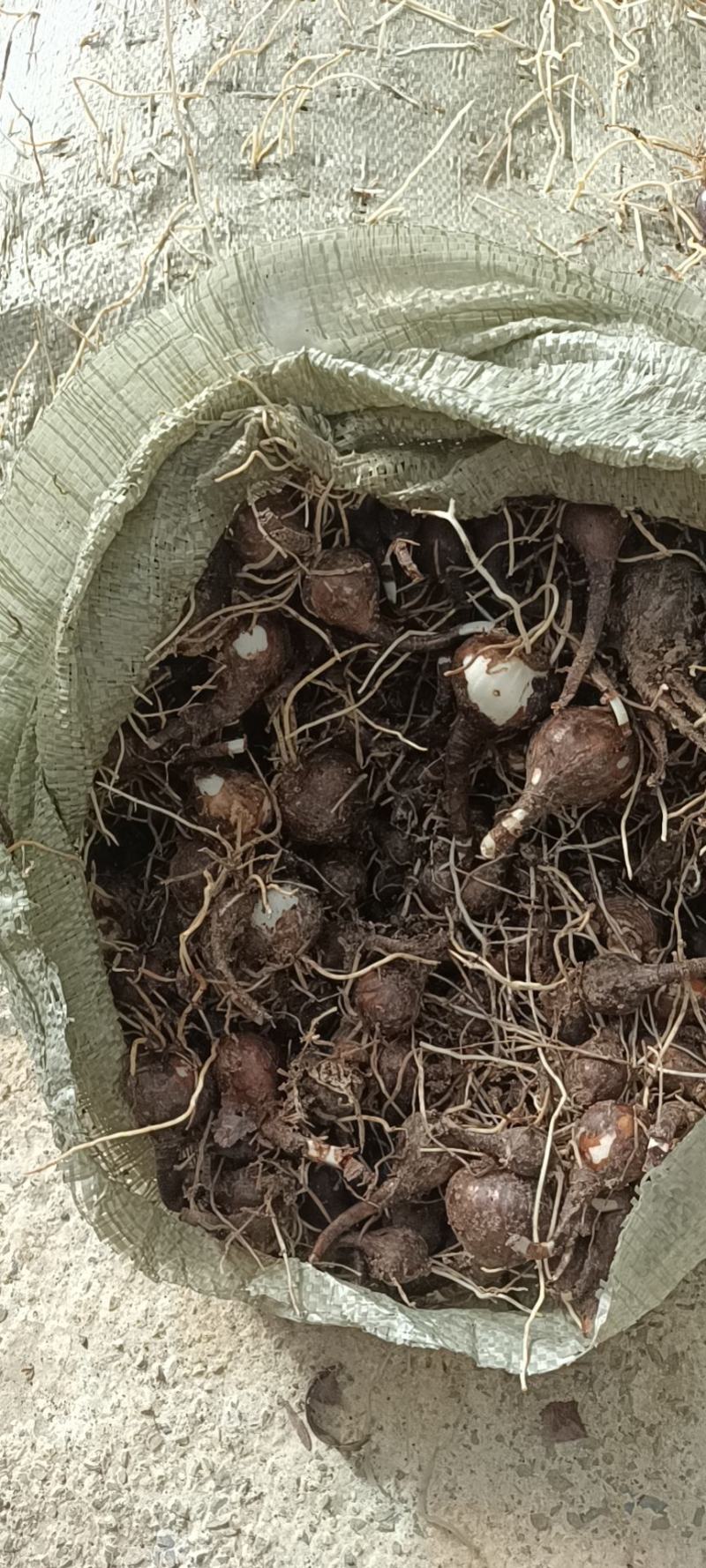石蒜红花石蒜彼岸花曼珠沙华一手货源