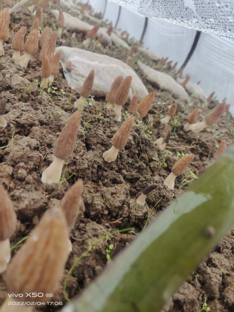 贵州羊肚菌全国发货大量优先，需要的老板提前联系