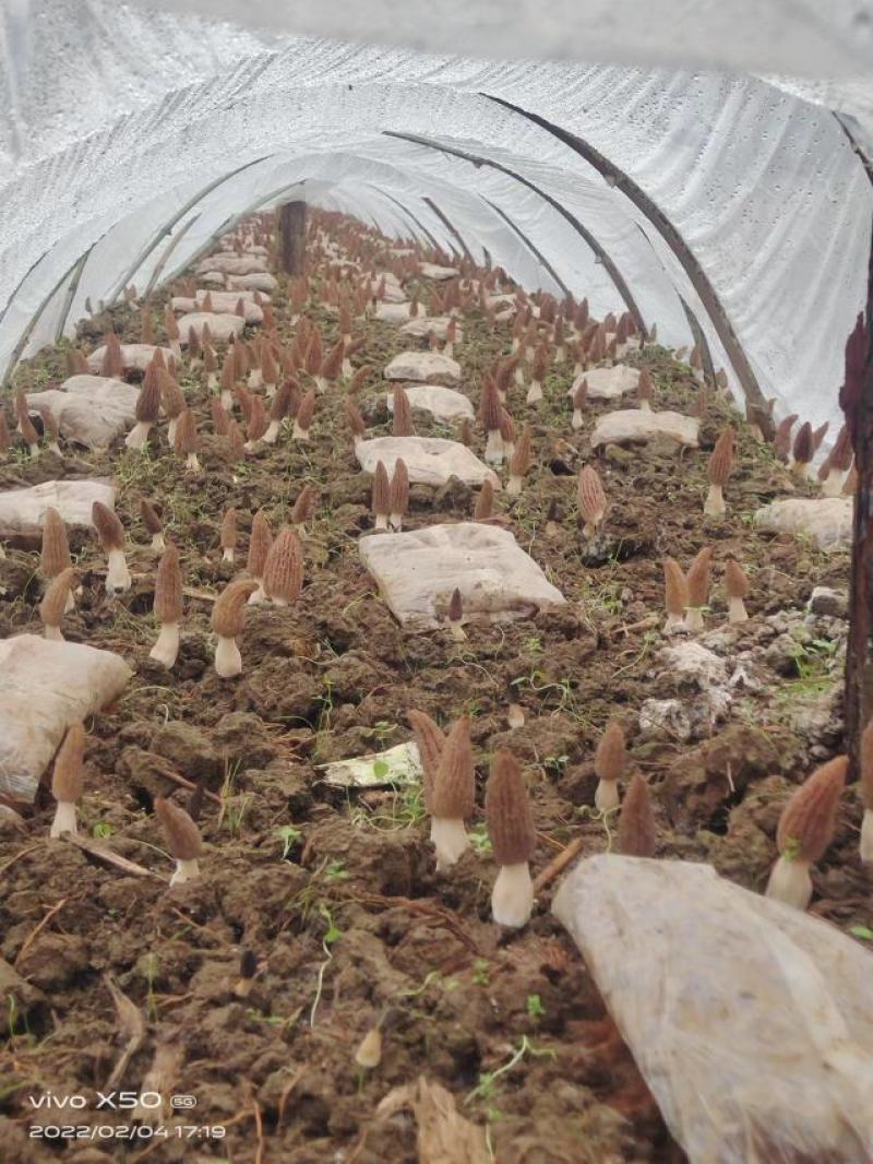 贵州羊肚菌全国发货大量优先，需要的老板提前联系