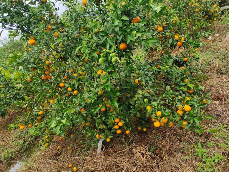 【推荐】荔浦沙糖桔三级5~6cm质量保证欢迎洽谈