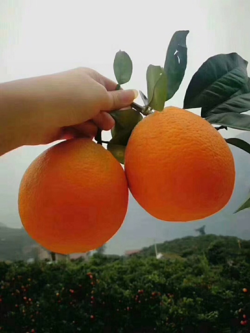 秭归脐橙纽荷尔果面干净，水分充足，口感纯甜。