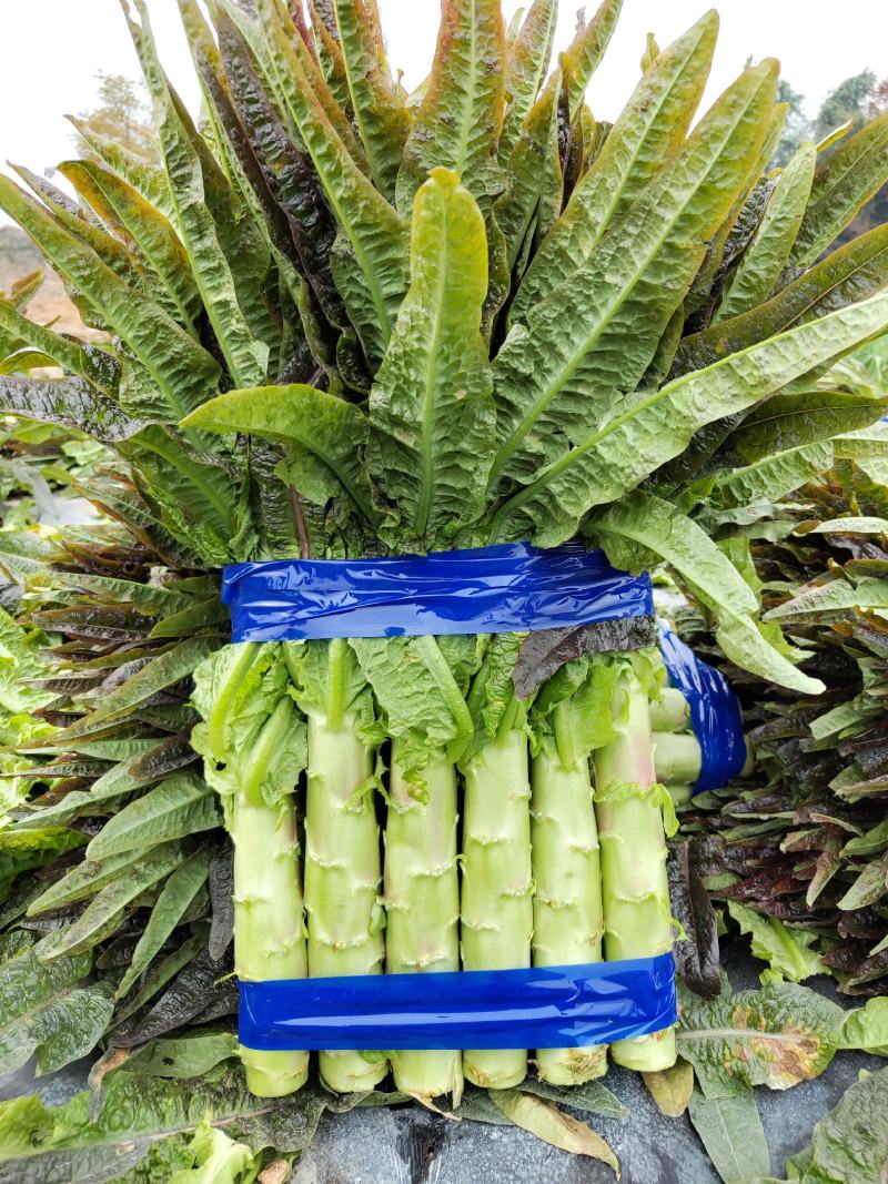 【牛商推荐】精品红尖叶莴笋现货现发诚信专业可视频看货
