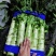 【牛商推荐】精品红尖叶莴笋现货现发诚信专业可视频看货