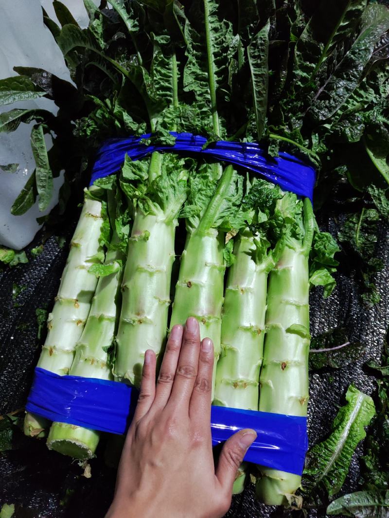 【牛商推荐】精品红尖叶莴笋现货现发诚信专业可视频看货