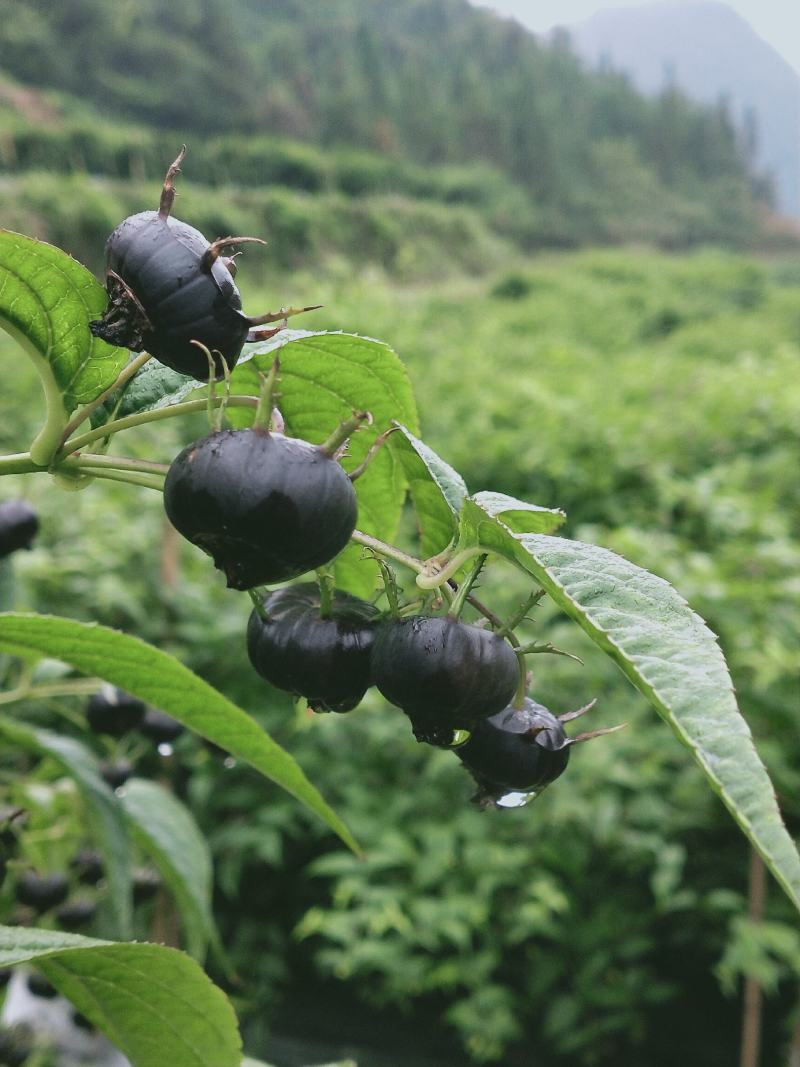 云南高原生态红果参