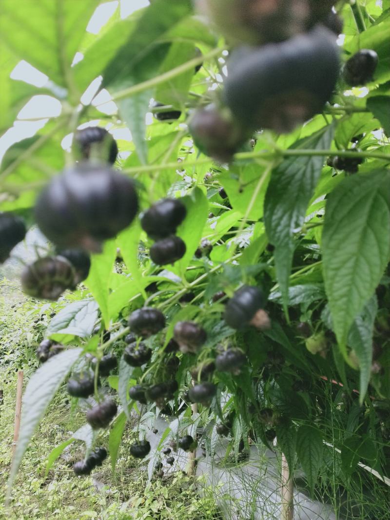 云南高原生态红果参