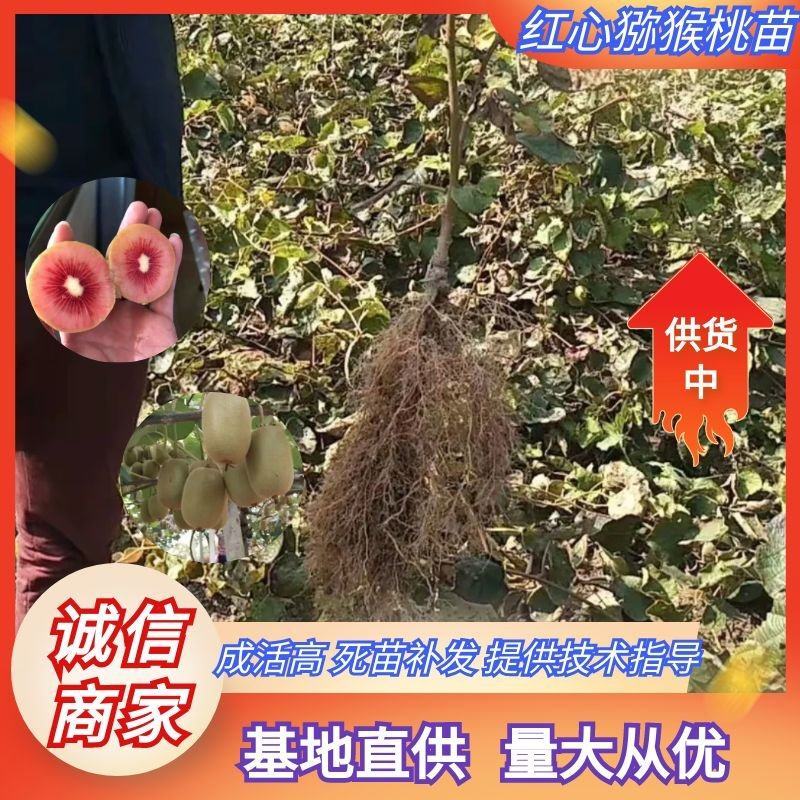 红心猕猴桃苗绿心黄心都有品种齐全根茎发达结果快口感好