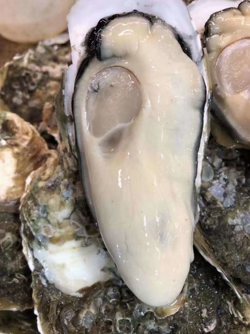 好品山东.礼飨中国新春佳节送蚝礼乳山牡蛎更满意