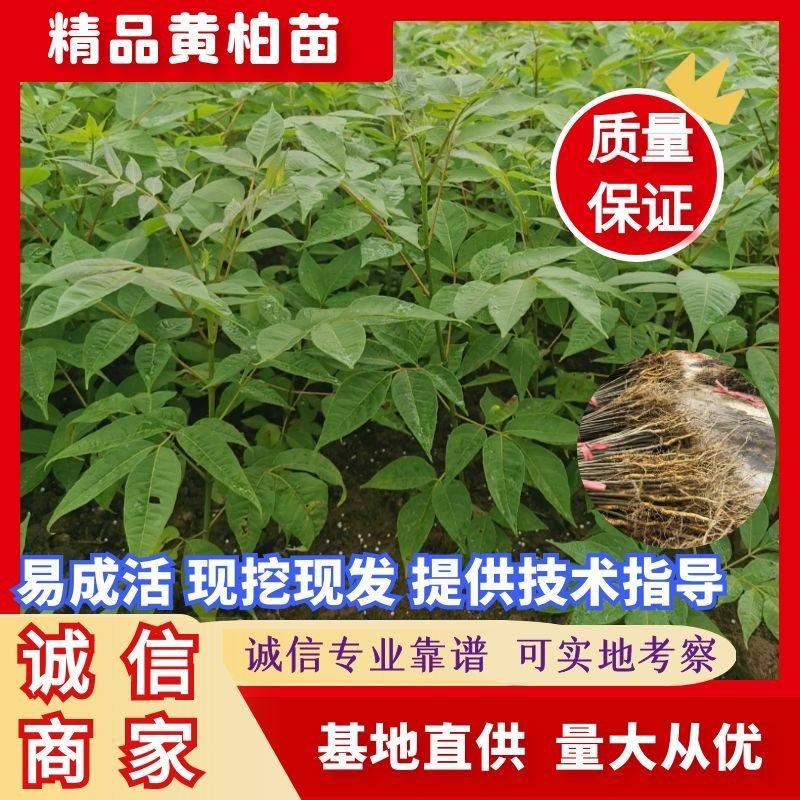 黄柏苗湖南黄柏苗柏树苗基地直发成活高欢迎基地考察