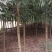 金丝楠木，楠木苗，四川宜宾金丝楠木种植基地可以视频看货