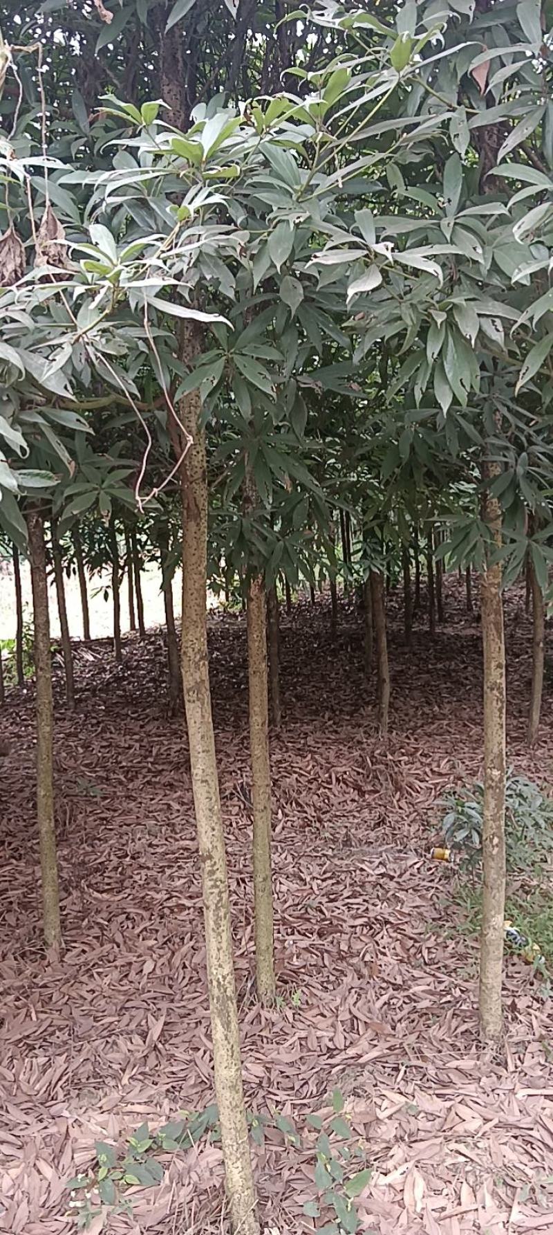 金丝楠木，楠木苗，四川宜宾金丝楠木种植基地可以视频看货