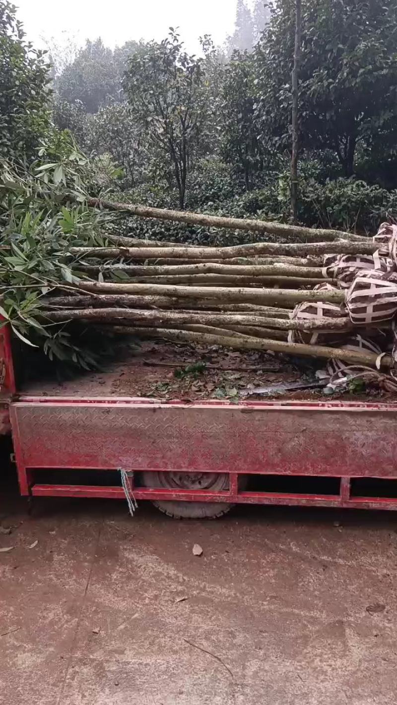 金丝楠木，楠木苗，四川宜宾金丝楠木种植基地可以视频看货