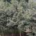 金丝楠木，楠木苗，四川宜宾金丝楠木种植基地可以视频看货