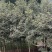 金丝楠木，楠木苗，四川宜宾金丝楠木种植基地可以视频看货
