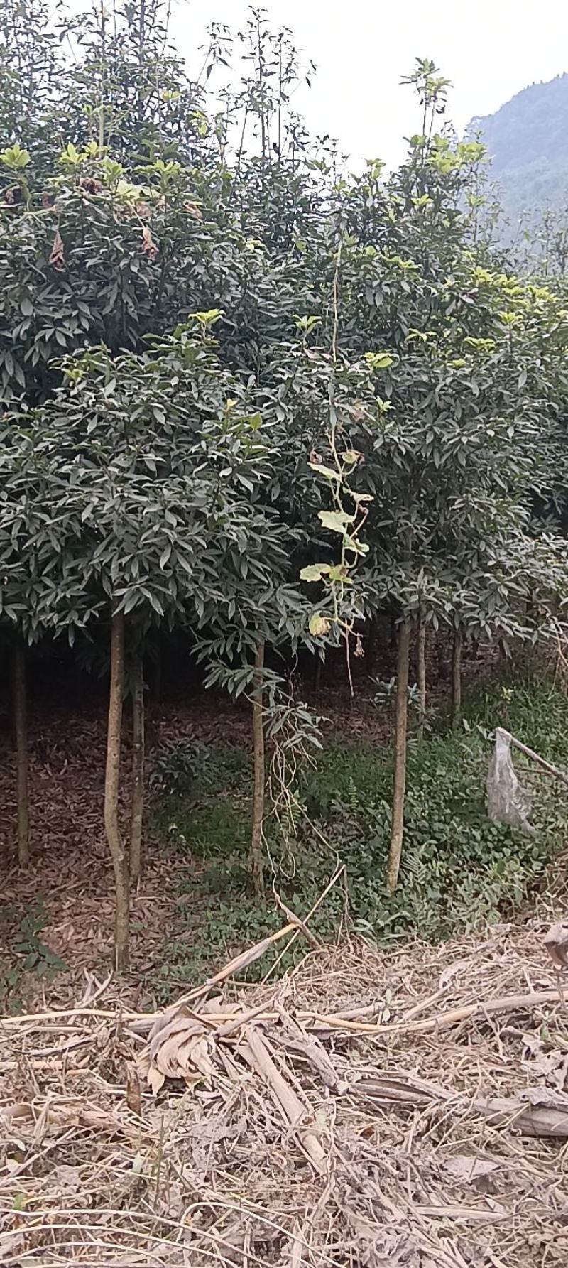 金丝楠木，楠木苗，四川宜宾金丝楠木种植基地可以视频看货
