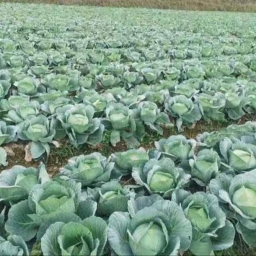 包心菜(椰菜)软包