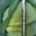 包心菜(椰菜)软包