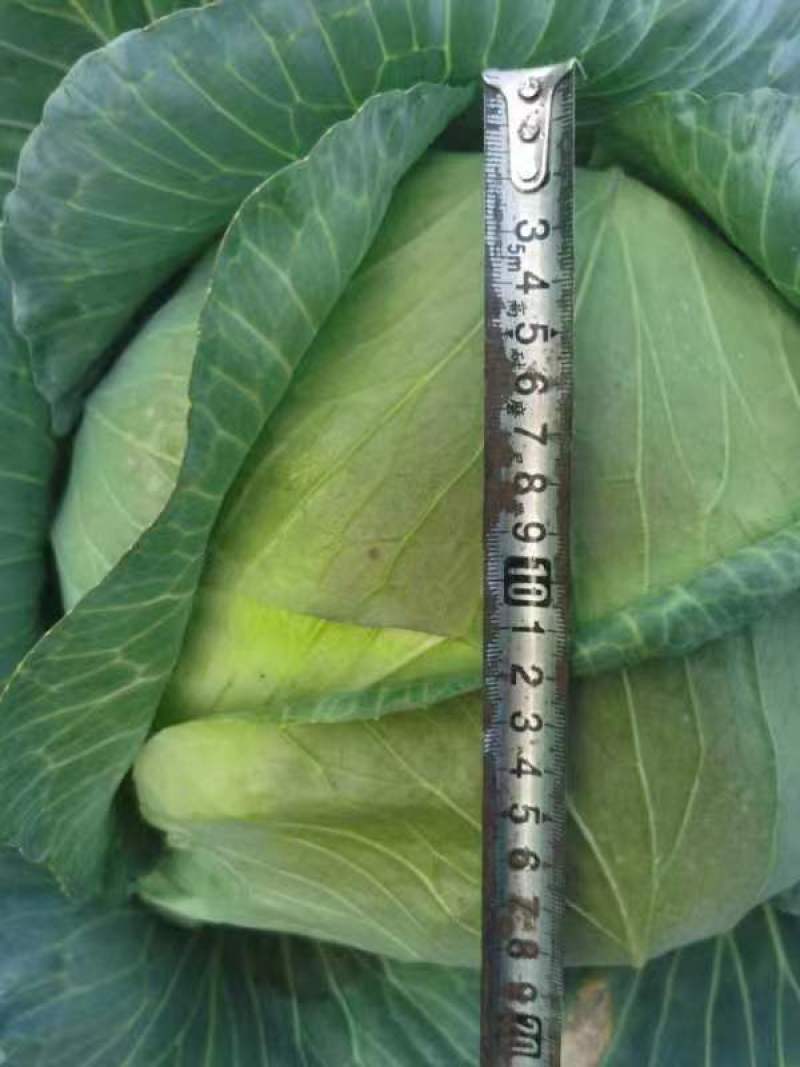 包心菜(椰菜)软包