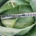 包心菜(椰菜)软包