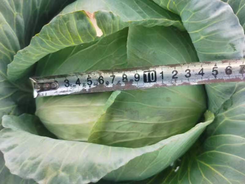 包心菜(椰菜)软包