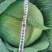 包心菜(椰菜)软包