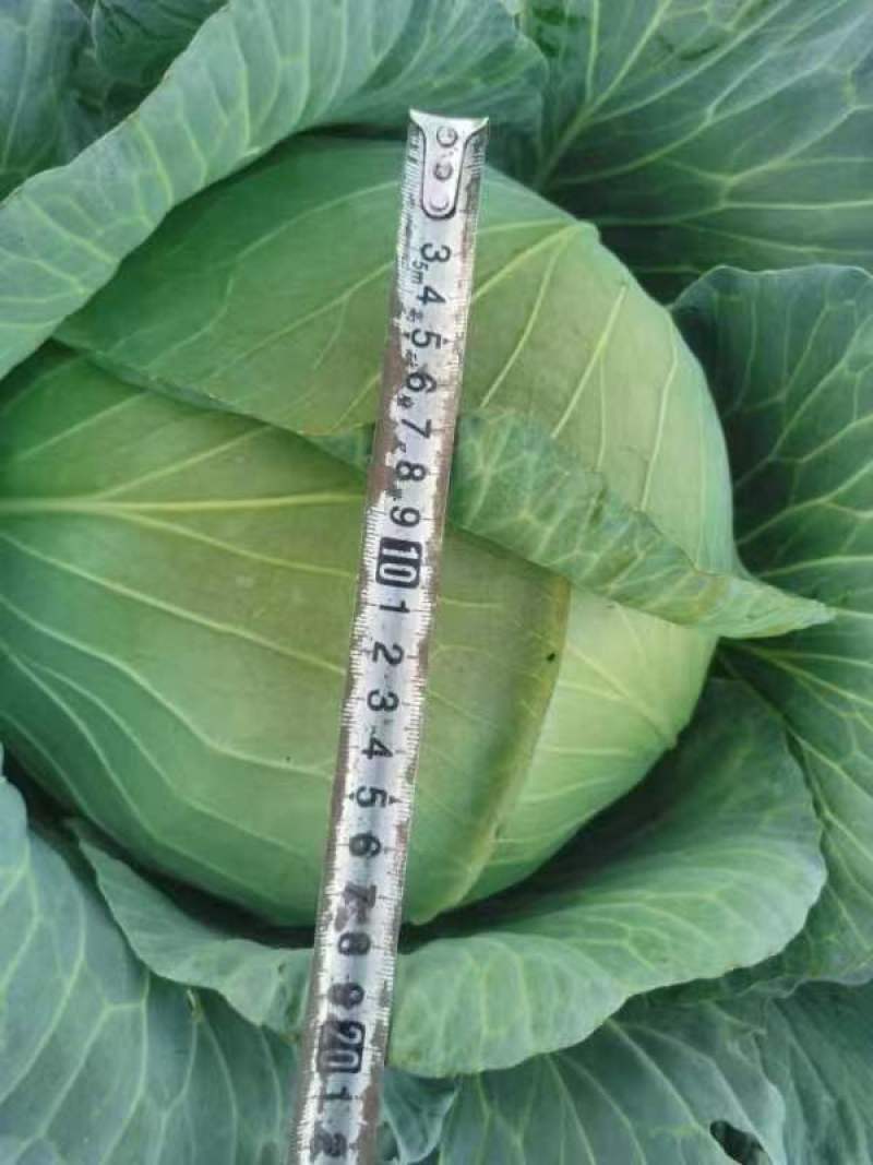 包心菜(椰菜)软包