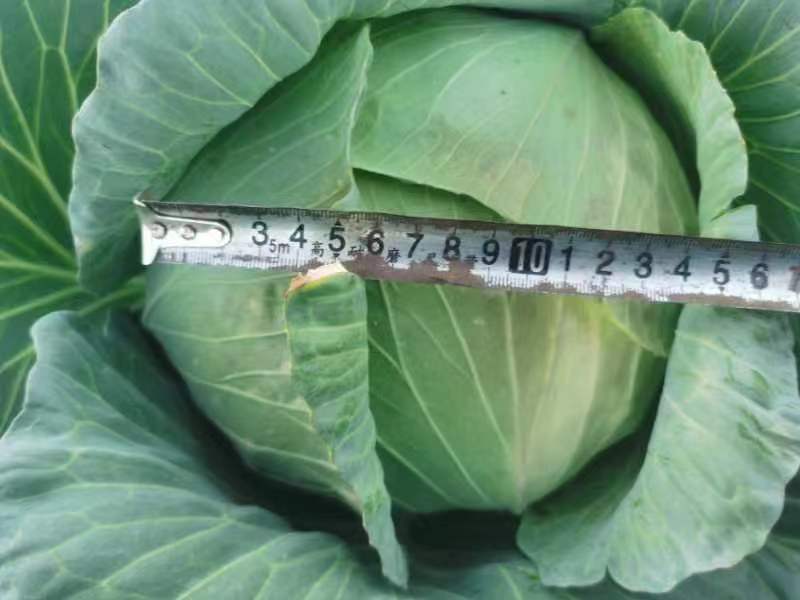 包心菜(椰菜)软包