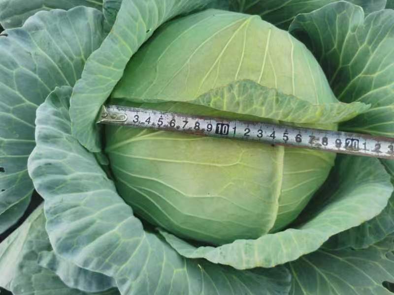 包心菜(椰菜)软包