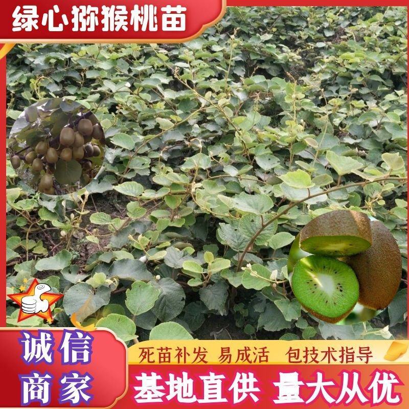 精品绿心猕猴桃苗品种齐全根茎发达结果快口感好提供技术