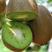精品绿心猕猴桃苗品种齐全根茎发达结果快口感好提供技术