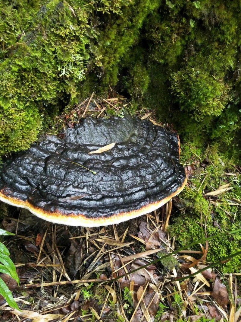 树舌灵芝