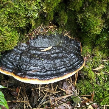 树舌灵芝