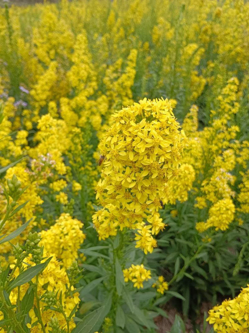 黔南一枝黄花