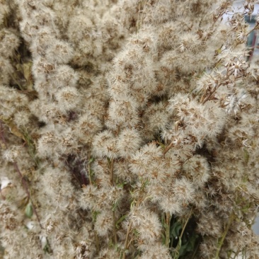 黔南一枝黄花